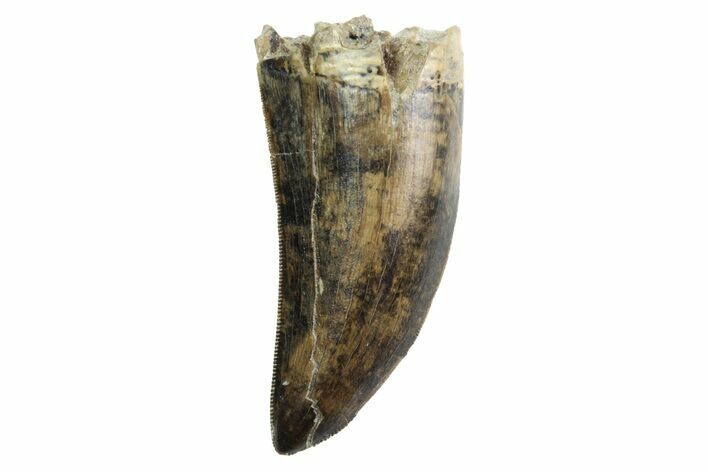 Serrated, Tyrannosaur Tooth - Judith River Formation, Montana #93727